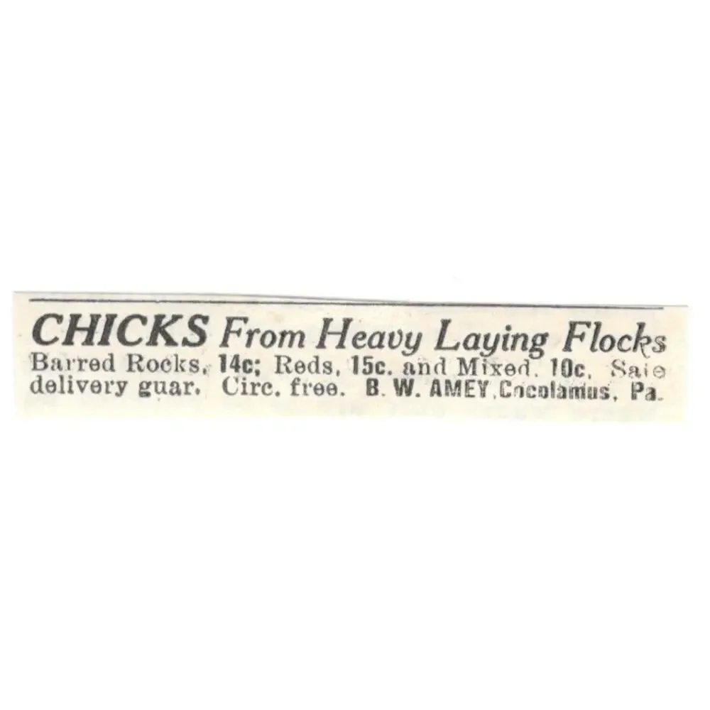 B.W. Amey Chicks Cocolamus PA 1924 Ad AG3-S9 - Picture 1 of 2